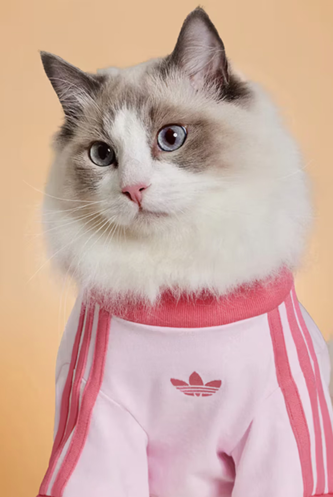 Adidas для питомцев