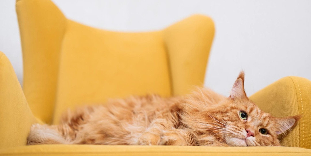 Мысықтар иелерінің дауысын тани ала ма?