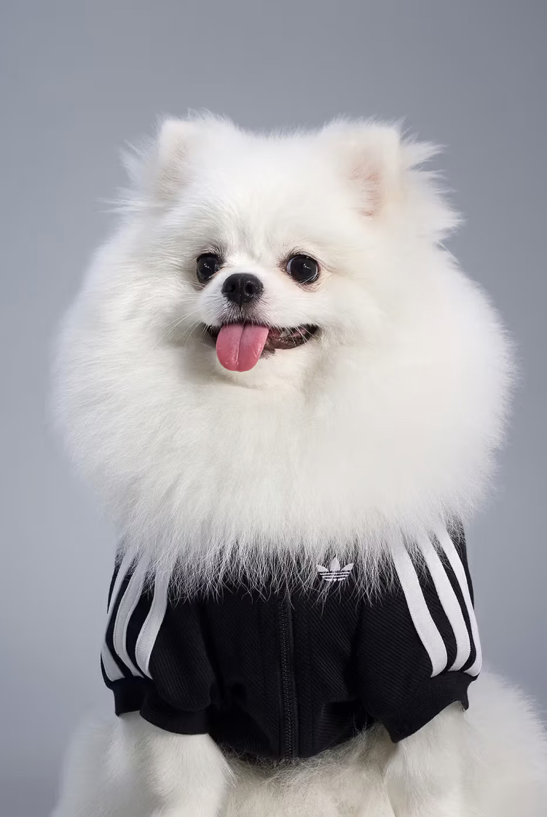 Adidas для питомцев