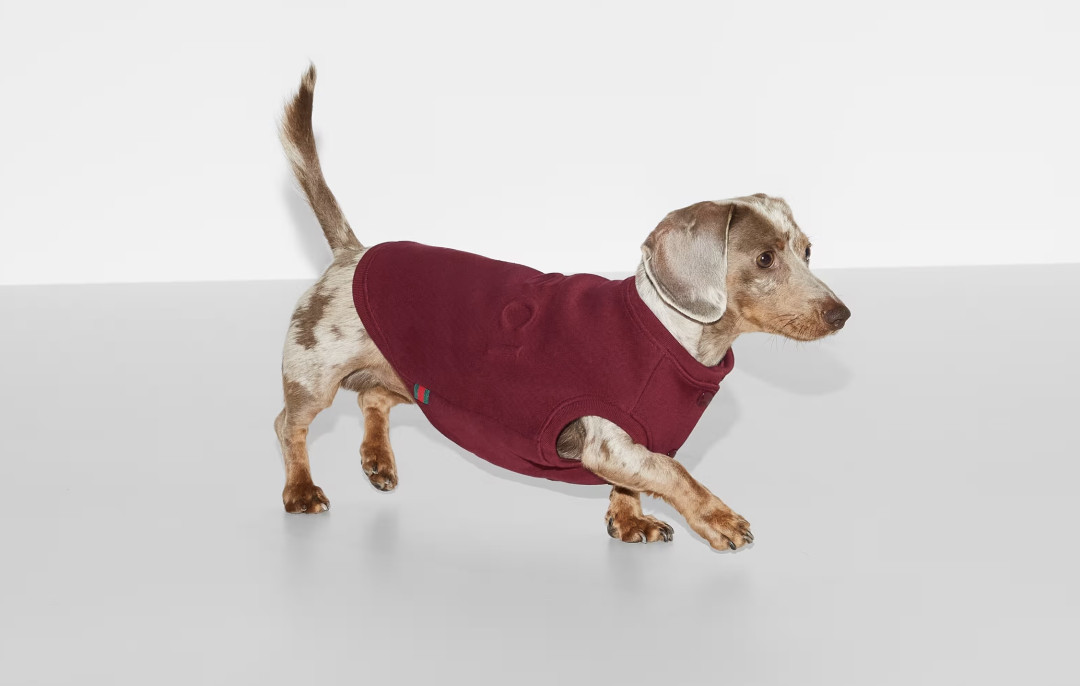 Модные бренды, создающие одежду для питомцев