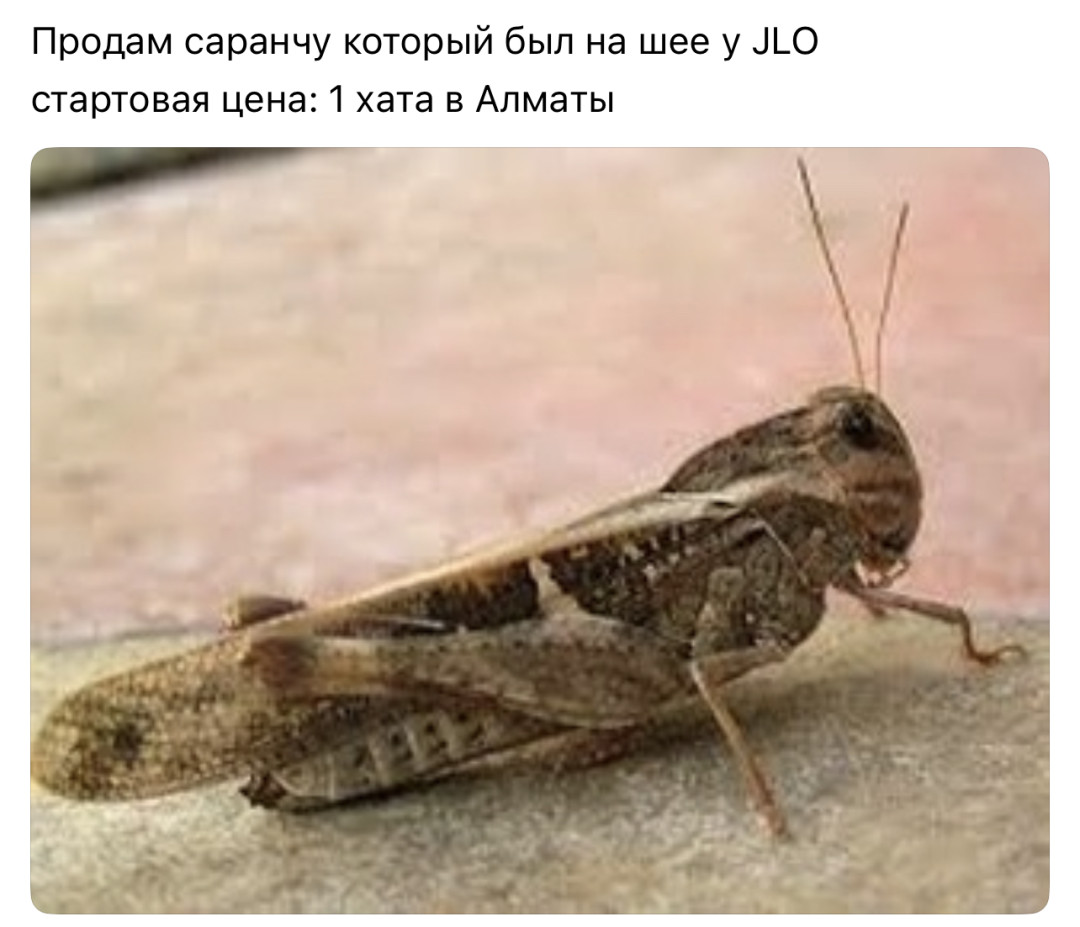 Самые смешные мемы с концерта Дженнифер Лопес