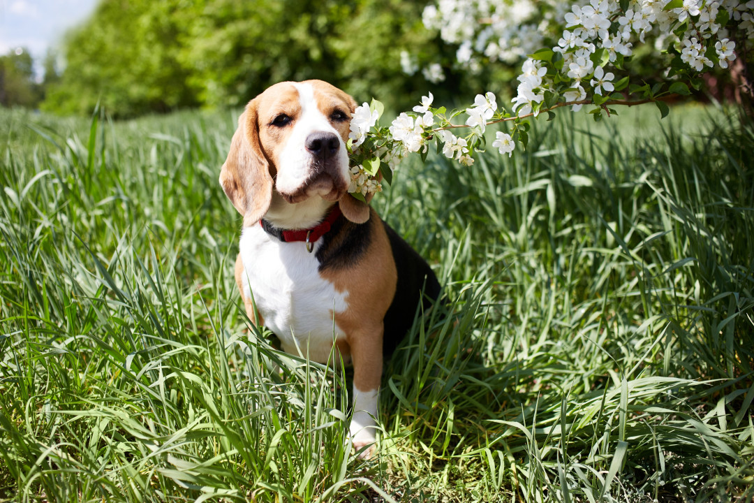 Собака по знаку зодиака