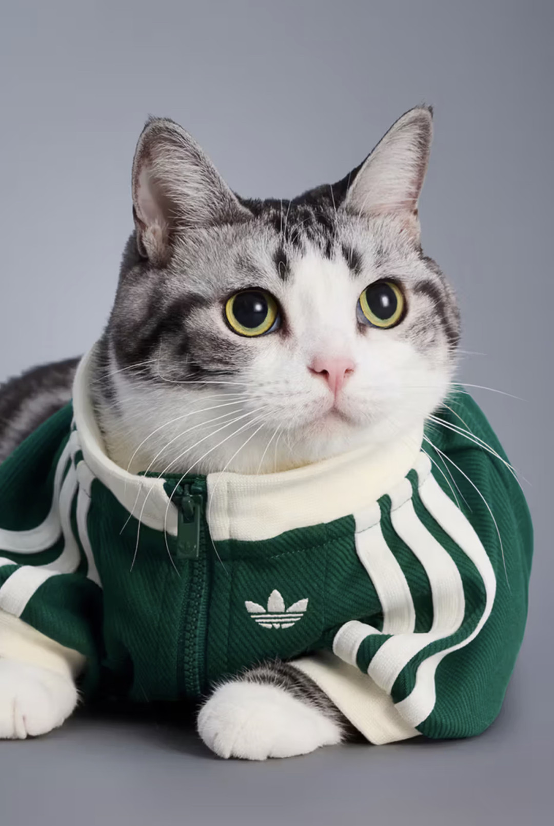 Adidas для питомцев