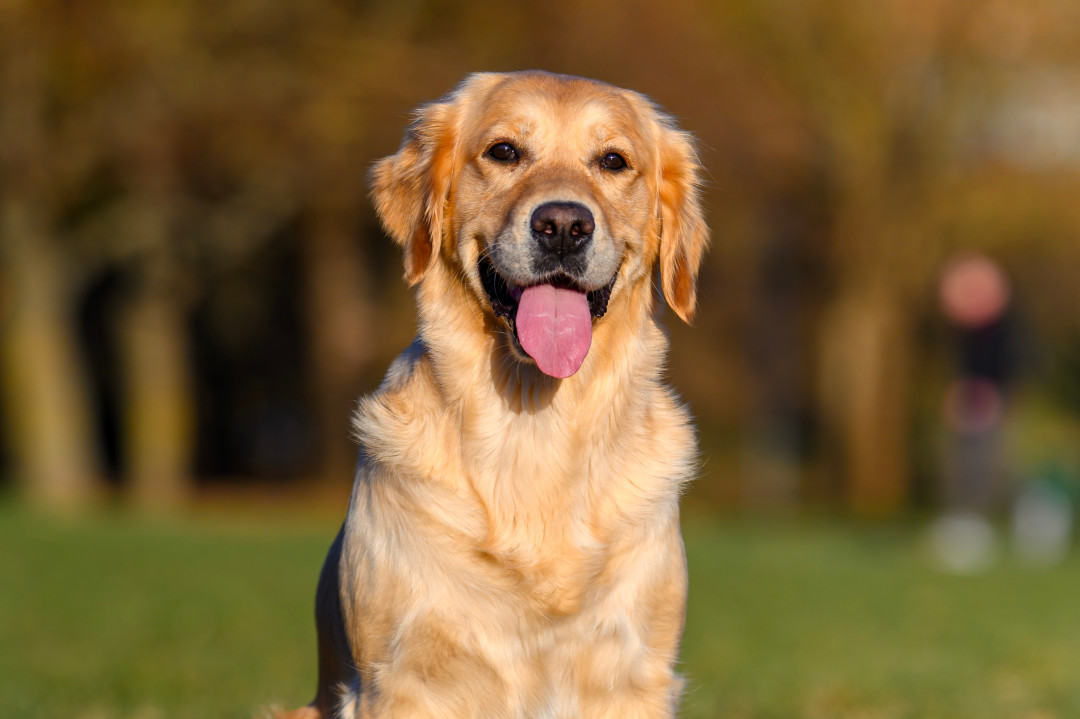 Собака по знаку зодиака: какая порода создана именно для вас?