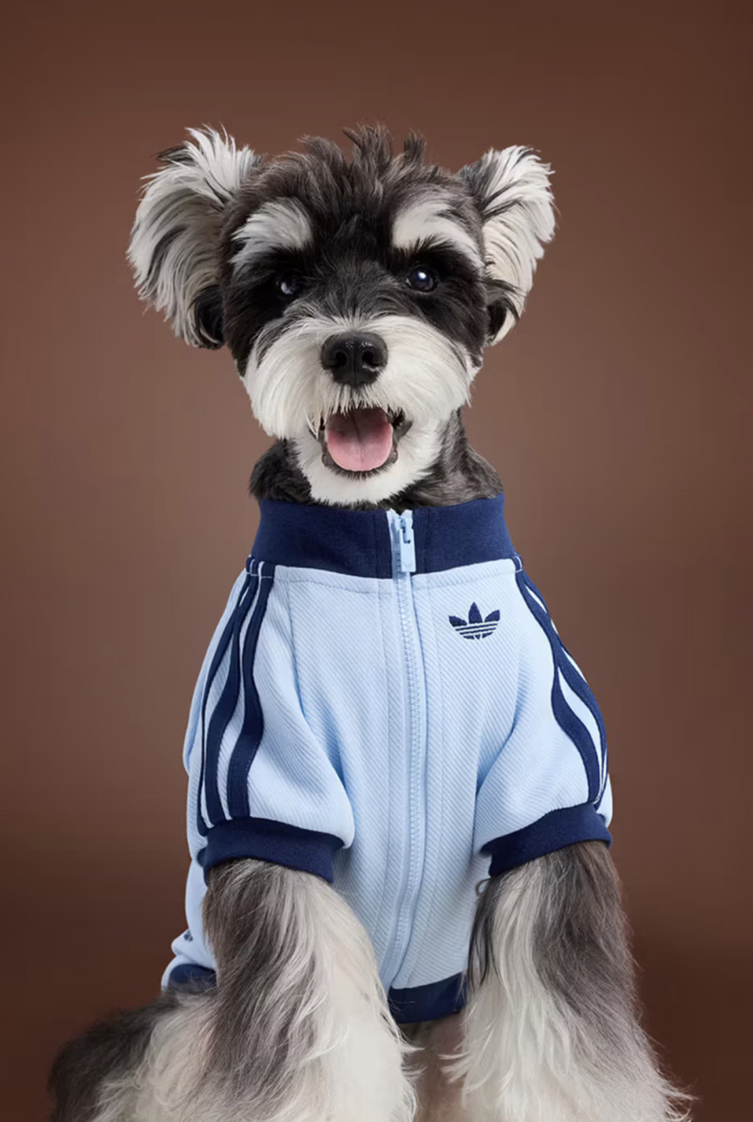 Adidas для питомцев