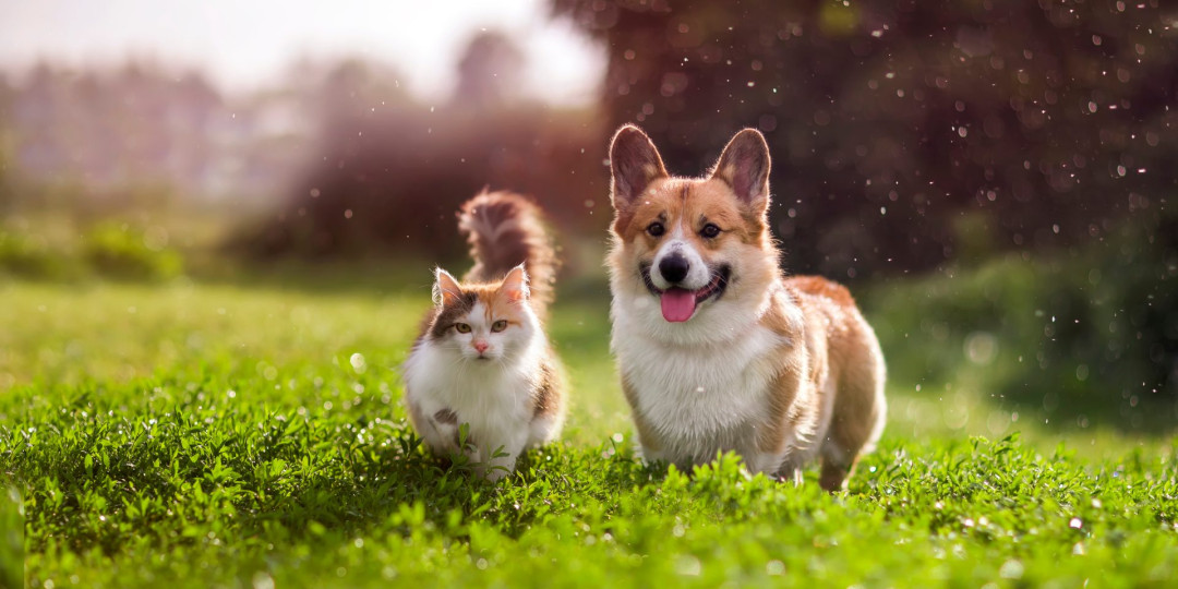 Жануарлар жер сілкінісін алдын-ала болжай ала ма?