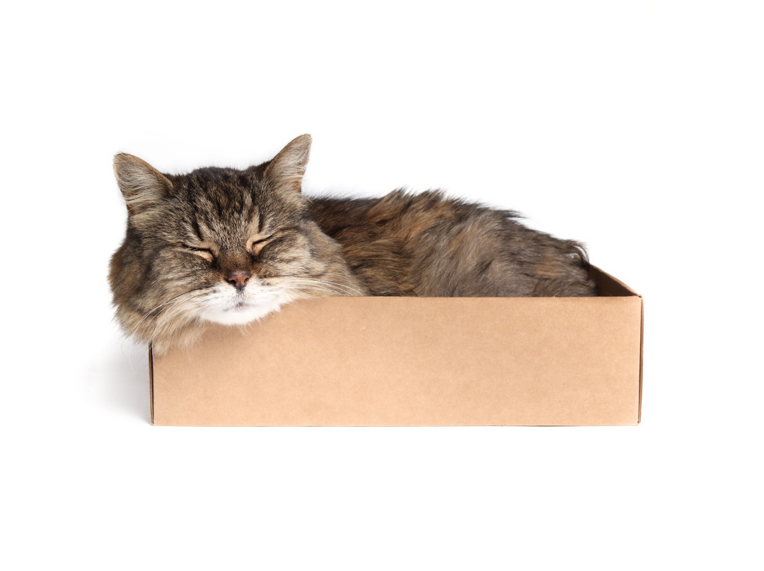 В Казахстане запустили сервис для поиска пропавших кошек 