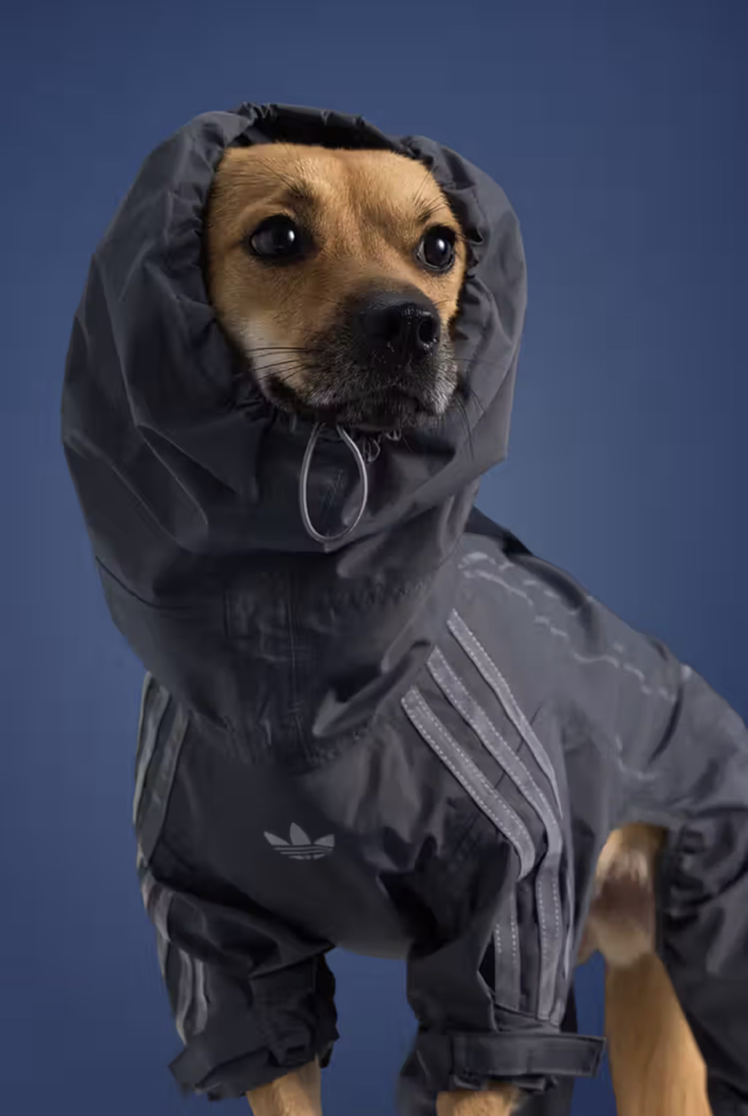 Adidas для питомцев