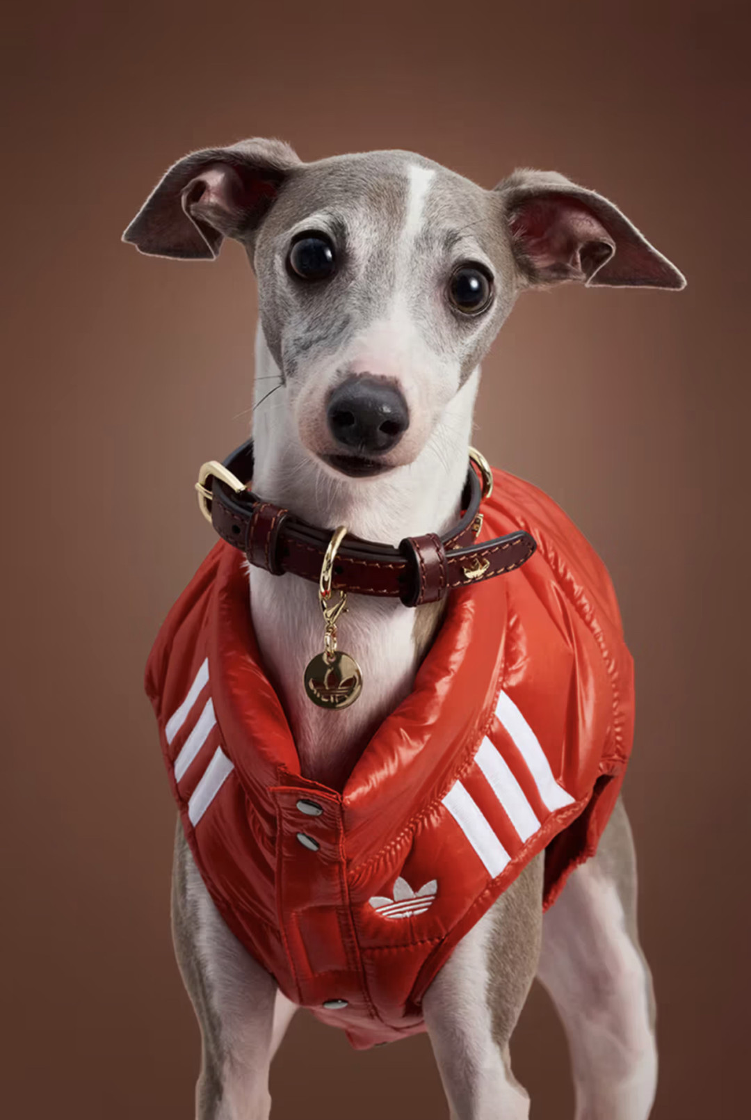 Adidas для питомцев