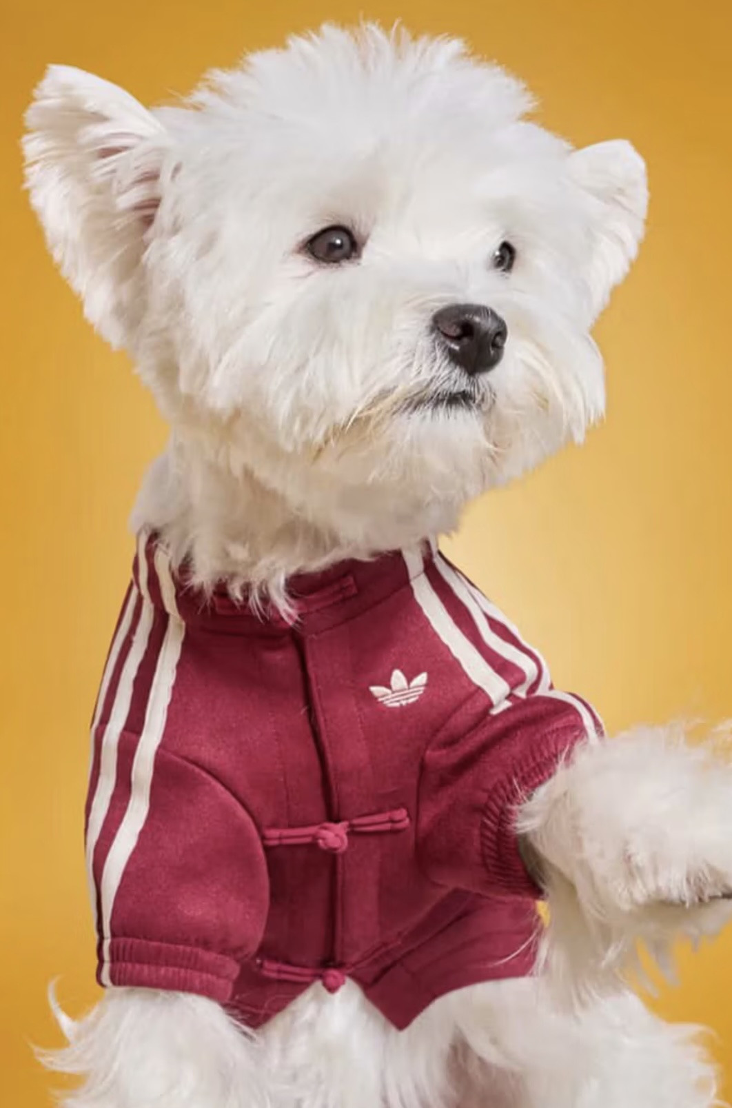 Коллекция для домашних животных adidas