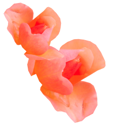 louis vuitton louis vuitton