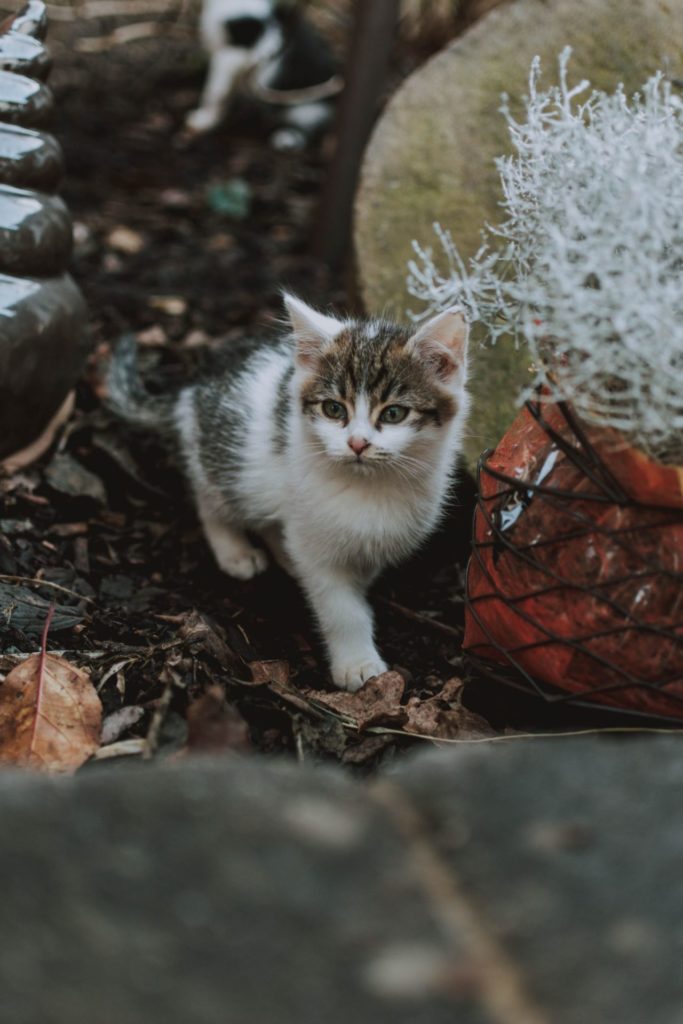Закон о защите животных